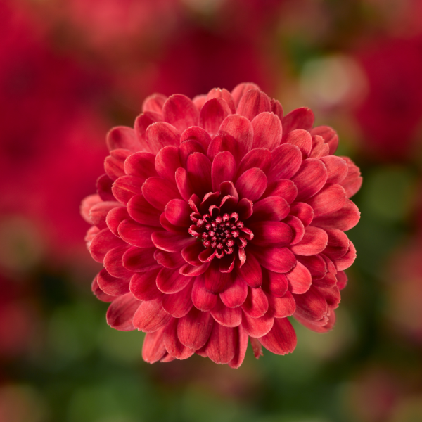 Mum chrysanthemum x morifolium 'Danielle Red'