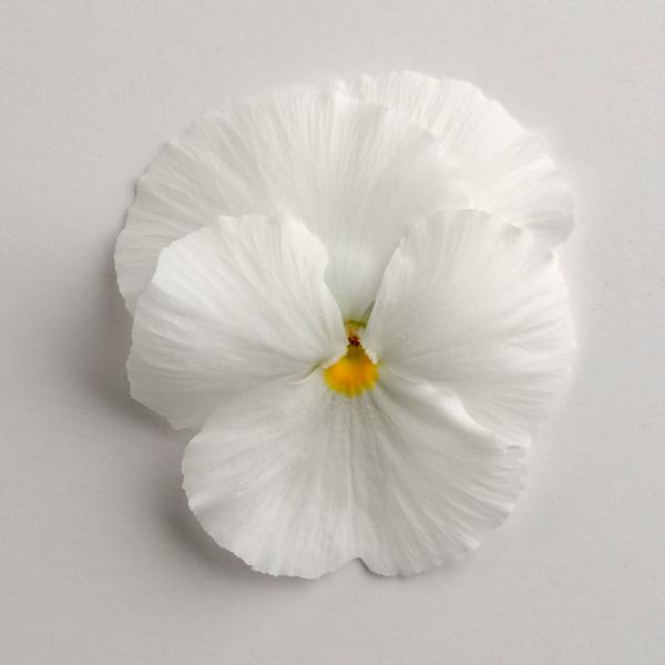 Pansy viola x wittrockiana 'Matrix White'