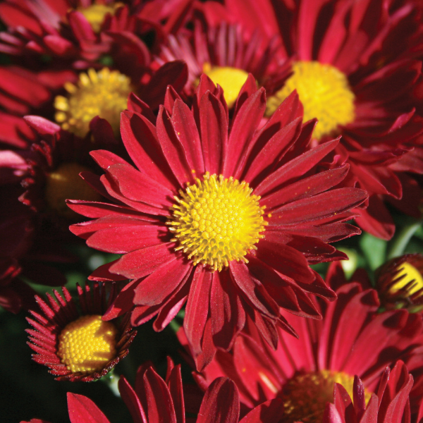 Mum chrysanthemum x morifolium 'Edana Red'