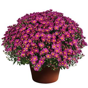 Mum chrysanthemum x morifolium 'Marsha Pink'