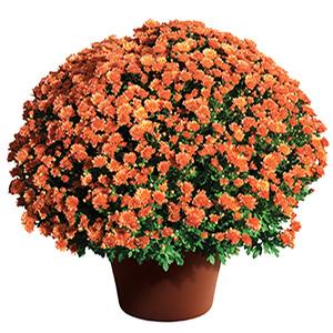 Mum chrysanthemum x morifolium 'Rhonda Bronze'