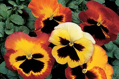 Pansy viola x wittrockiana 'Delta Fire'