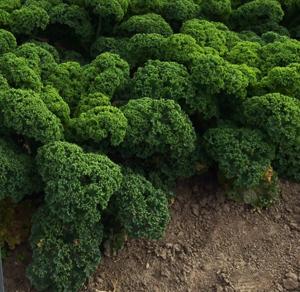 Kale 'Prizm'
