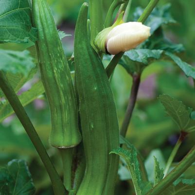 Vegetable 'Okra Clemson Spineless'