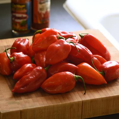 Vegetable 'Pepper Primero Red'