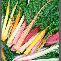 Vegetable 'Swiss Chard Bright Lights'