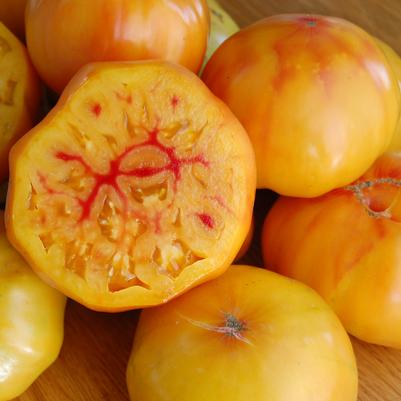 Weezie's Garden 'Tomato Gold Medal'