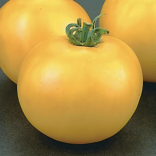 Weezie's Garden 'Tomato Lemon Boy'
