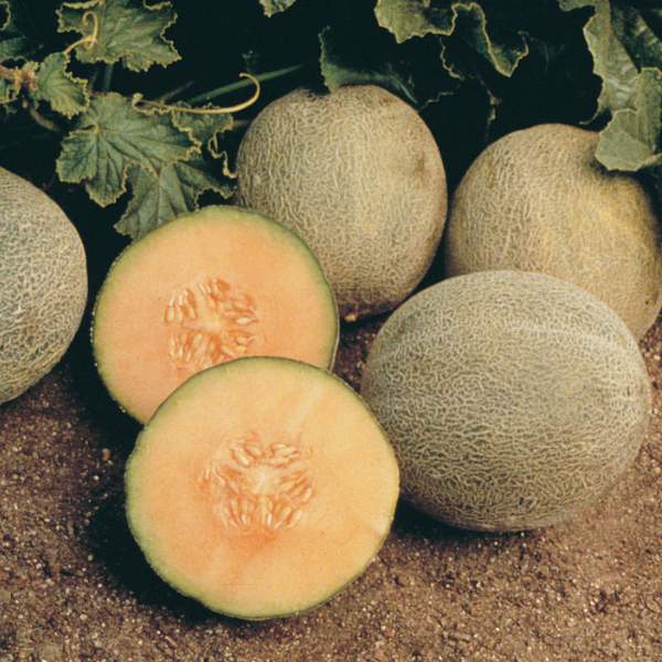 Weezie's Garden 'Melon Ambrosia'