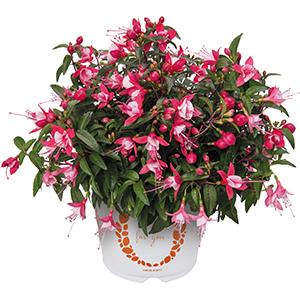 Fuchsia hybrid 'Aretes Upright Latina'