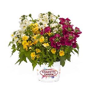 Confetti Garden 'Berry Blend'