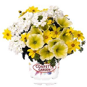 Confetti Garden 'Compact Pineapple Punch'