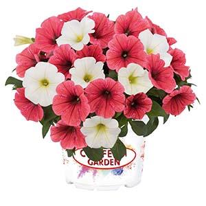 Confetti Garden 'Coral Reef'