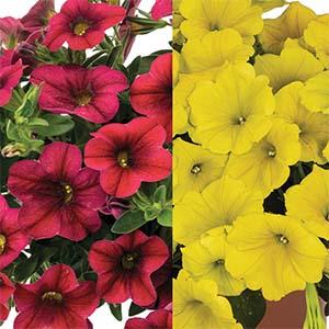 Confetti Garden 'Earth & Fire'
