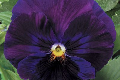 Pansy viola x wittrockiana 'Delta Premium Pure Violet'