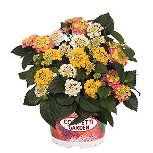 Confetti Garden 'Havana Summer'