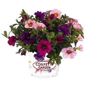 Confetti Garden 'Hawaiian Flamingo'