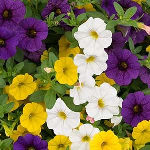 Confetti Garden 'Hawaiian Hoku Star'