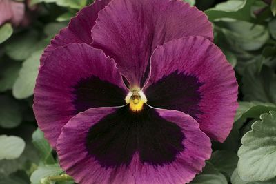 Pansy viola x wittrockiana 'Delta Premium Rose Blotch'