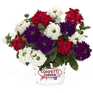 Confetti Garden 'Liberty'