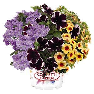 Confetti Garden 'Marvelous Treasure'