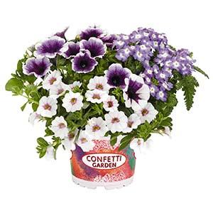 Confetti Garden 'Purple Halo'