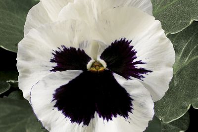 Pansy viola x wittrockiana 'Delta Premium White Blotch'