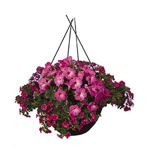 Confetti Garden 'Shocking Rose'