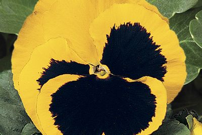 Pansy viola x wittrockiana 'Delta Premium Yellow Blotch'