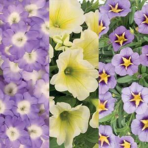 Confetti Garden 'Sunny Skies'