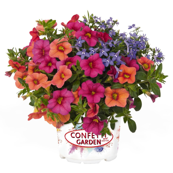 Confetti Garden 'Water Wheel'