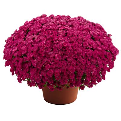 Mum chrysanthemum x morifolium 'Adriana Purple'