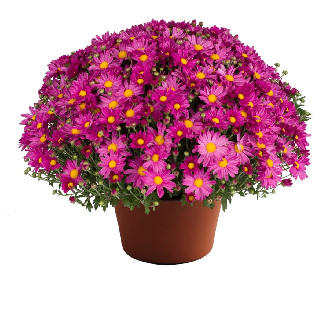 Mum chrysanthemum x morifolium 'Demi Pink'