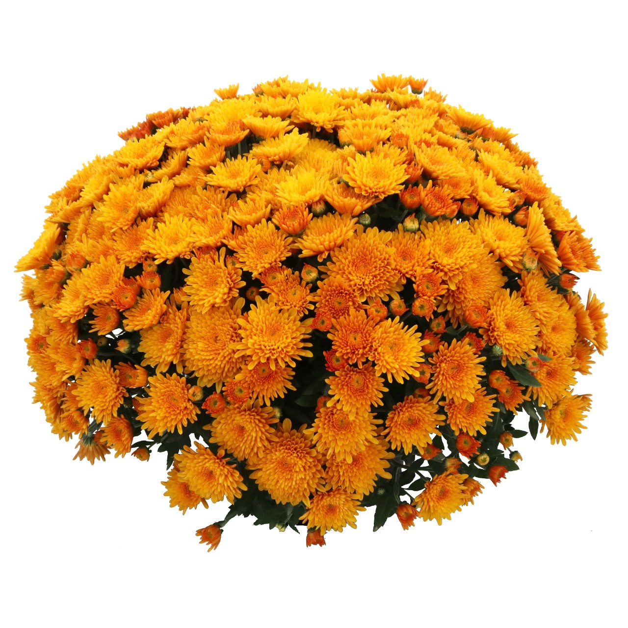 Mum chrysanthemum x morifolium '24 KaraMum Bronze'