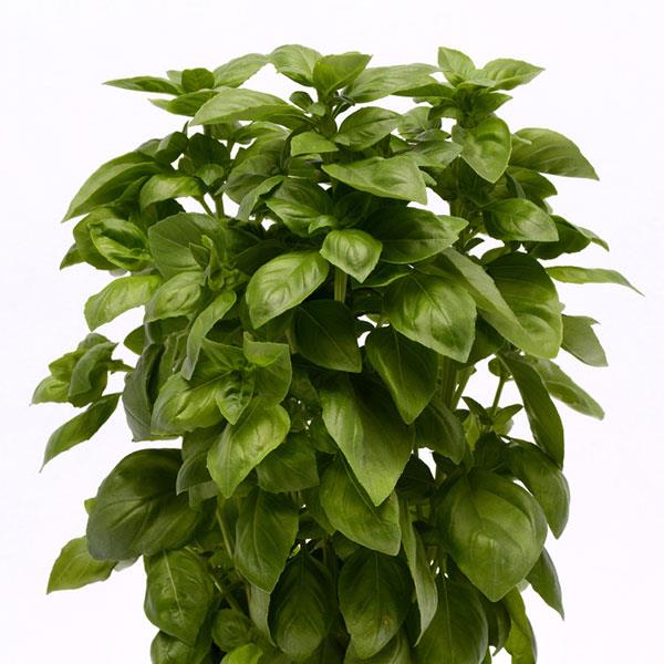 Basil