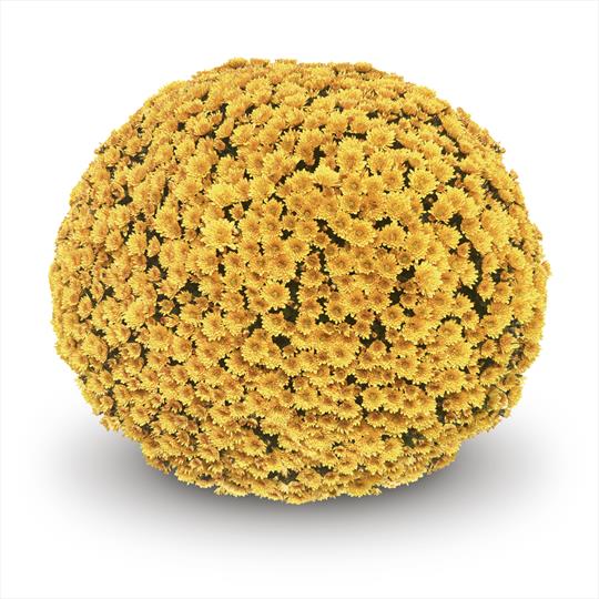 Mum chrysanthemum x morifolium 'Vigorelli Gold'