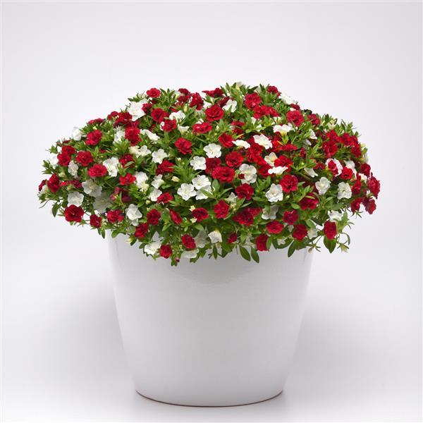 Trixi® 'True North'