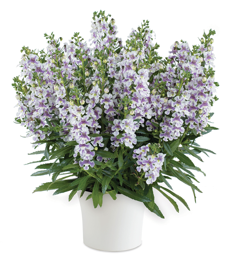 Angelonia 'Alonia Bicolor Voilet'