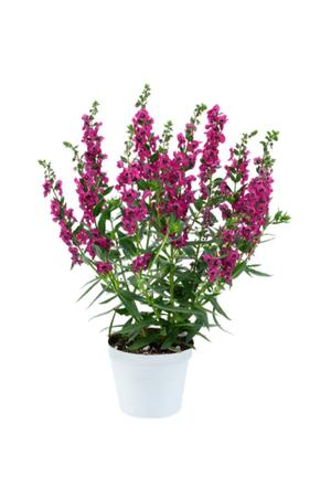 Angelonia 'Alonia Big Cherry'