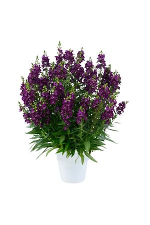 Angelonia 'Alonia Big Grape'