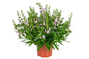 Angelonia augustifolia 'Aria Pink Bi-Color'