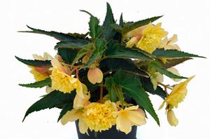 Begonia boliviensis 'Belleconia Citrus'