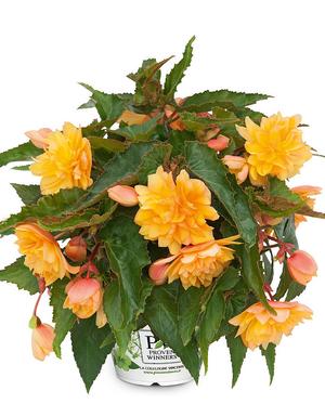 Begonia boliviensis 'Belleconia Mango'