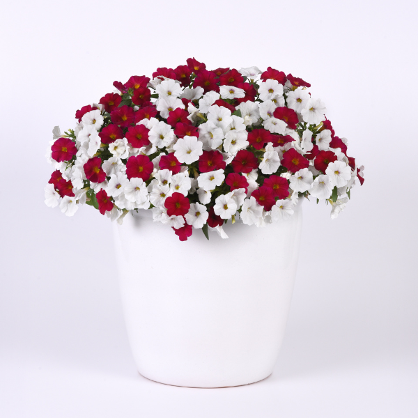 Trixi® 'Red and White Forever'