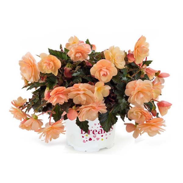 Begonia hiemalis 'Fragrant Falls Peach'