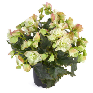 Begonia hiemalis 'Frivola Magic'