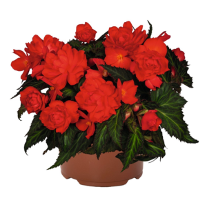Begonia hybrida 'I'Conia Miss Miami'