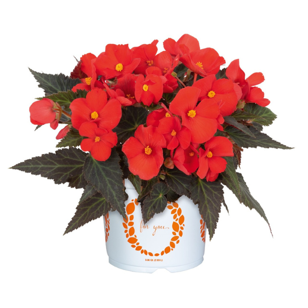 Begonia hybrida 'I'Conia Upright Red'