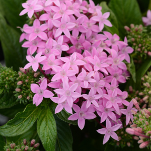 Pentas lanceolata 'Lucky Star Lavender'