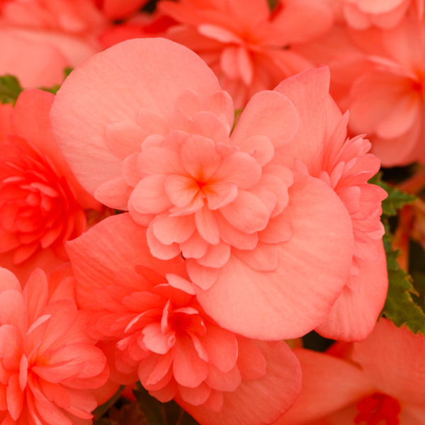 Begonia hybrida 'Adora Emerald Salmon'
